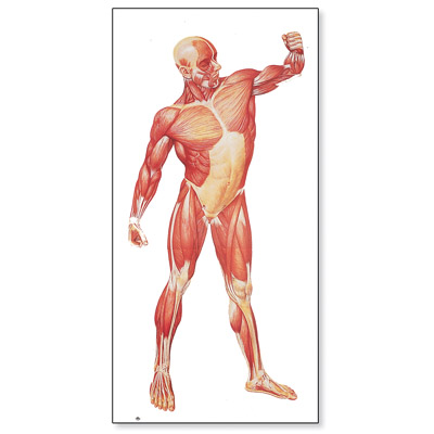 human anatomy chart. V2003M: The Human Musculature