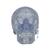 Transparent Classic Human Skull Model, 3 part - 3B Smart Anatomy, 1020164 [A20/T], Human Skull Models (Small)