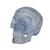 Transparent Classic Human Skull Model, 3 part - 3B Smart Anatomy, 1020164 [A20/T], Human Skull Models (Small)