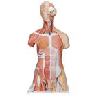 양성 근육 상반신 모형, 31파트 Deluxe Dual Sex Human Muscle Torso Model, 31 part - 3B Smart Anatomy, 1000203 [B40], 인체 상반신 모형