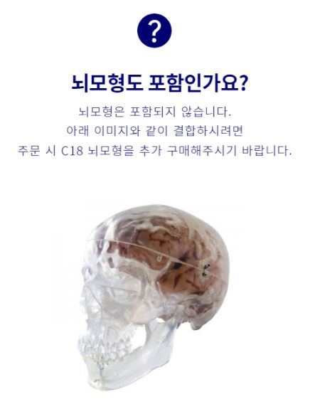뇌모형은 포함되지 않습니다. 아래 이미지와 같이 결합하시려면 주문 시 C18 뇌모형을 추가 구매해주시기 바랍니다.