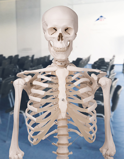 our famous skeleton stan