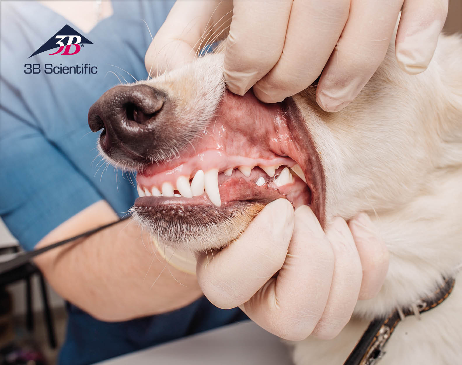 26-06_Banner_Launch_Jaw_Sets_Canine_Dental_Heads_OVERVIEWSMALL.jpg