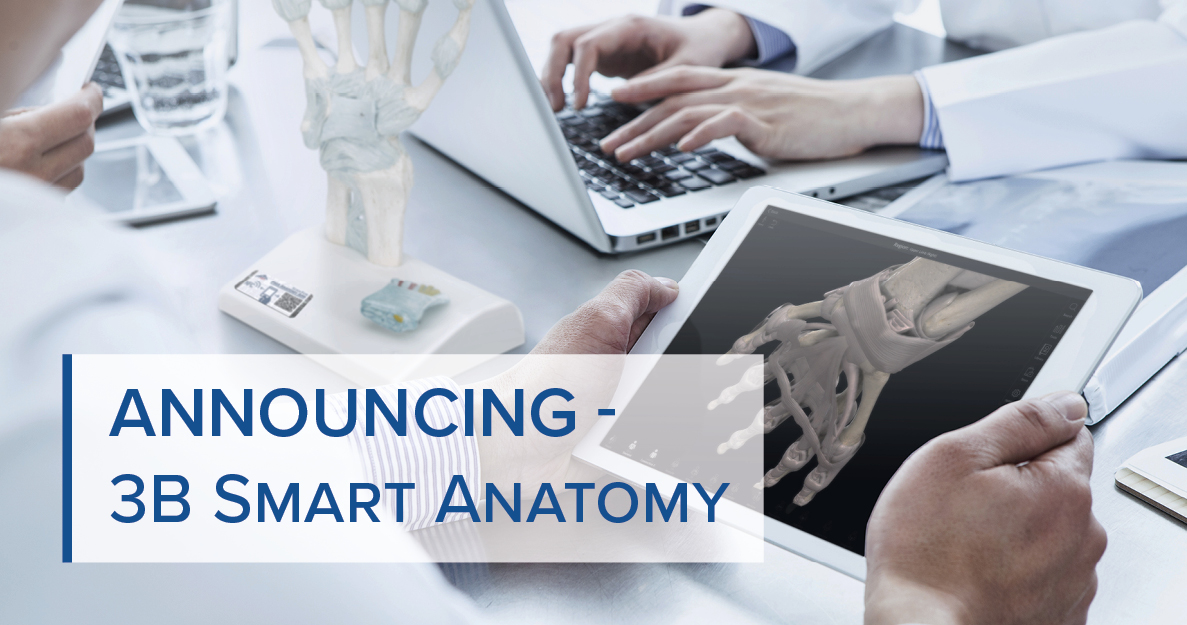 3B Smart Anatomy - the new generation of anatomical models by 3B Scientific