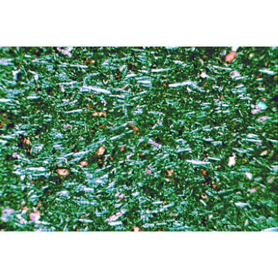 Lames minces de roches, petite s&ecirc;rie I, 1012495, Lames microscopiques Anglais