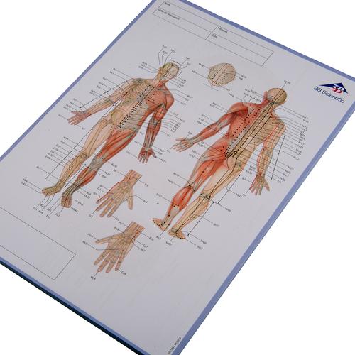 Acupuncture Meridian notepad; FR, 1017881, Acupuncture Charts and Models
