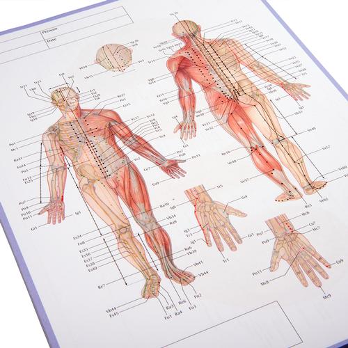 Acupuncture Meridian notepad; FR, 1017881, Acupuncture Charts and Models