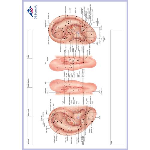 Bloc-notes M&eacute;ridiens, EN, 1017883, Accessoires d'acupuncture