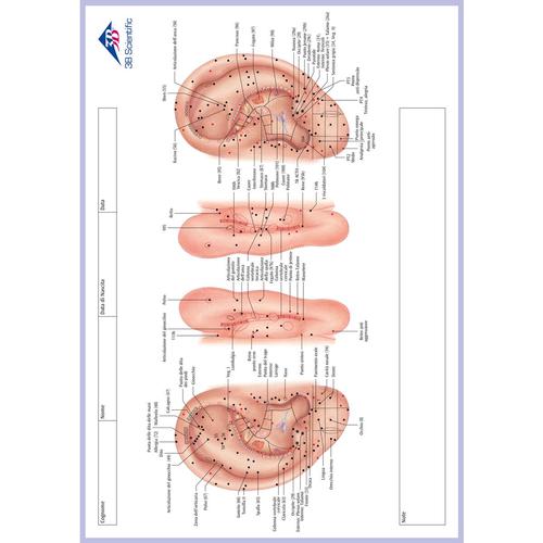 Acupuncture, Meridian Notepad, IT, 1017887, Acupuncture Charts and Models