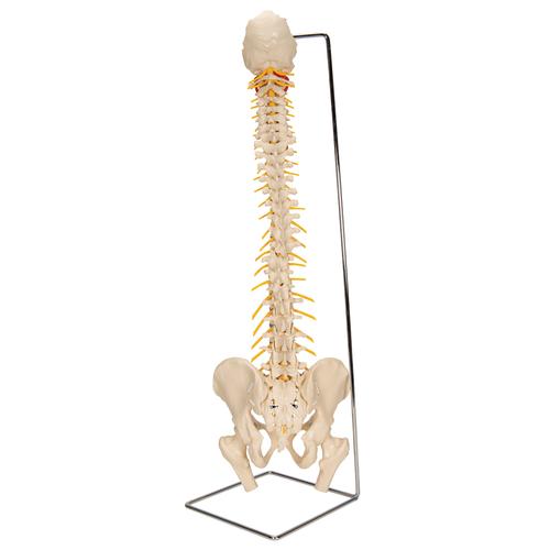 Physiological Spine with Soft Discs and Stand, 1019400, Human Spine Models