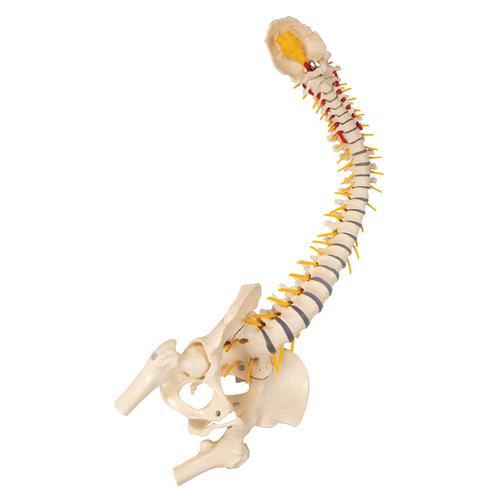 Physiological Spine with Soft Discs and Stand, 1019400, Human Spine Models