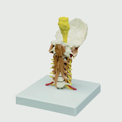 Cervical Spine Model with Muscles, 1019401, Vertebra Models