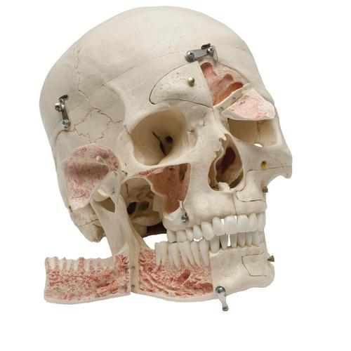 Deluxe Demonstration-Skull, 14-parts, 1019403, Modelos de Cráneos Humanos
