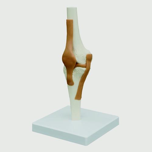 Knee Joint Model, 1019406, Modelos de Articulaciones