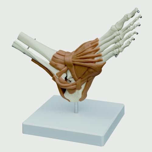 Foot Model with Joints, 1019408, Modelos de Articulaciones