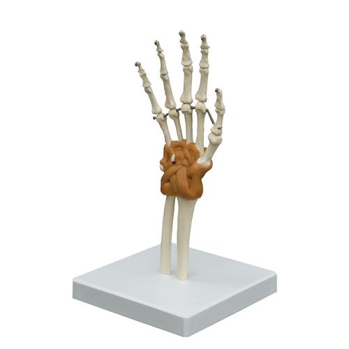 Flexible Hand Joint Model, 1019409, Modelos de Articulaciones