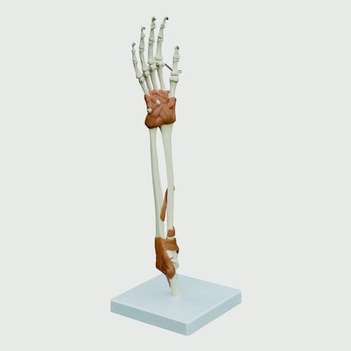 Hand & Elbow Joint Model, 1019410, Joint Models
