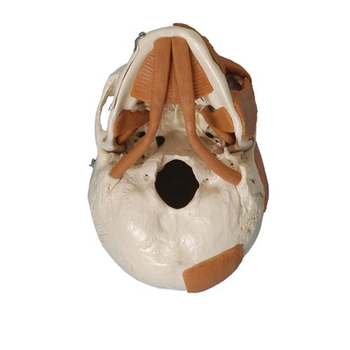 Skull with facial muscles on left side, 1019411, Modelos de Cráneos Humanos