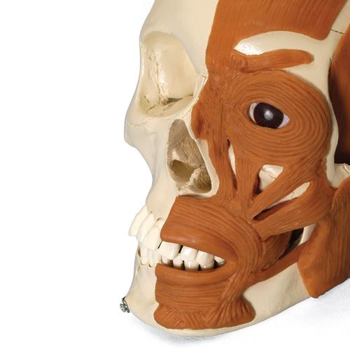 Skull with facial muscles on left side, 1019411, Modelos de Cráneos Humanos