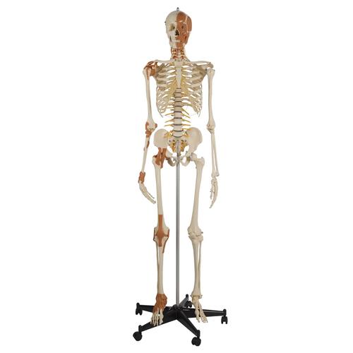 Flexible Skeleton with ligaments and muscles, 1019416, Modelos de Esqueletos - Tamaño real