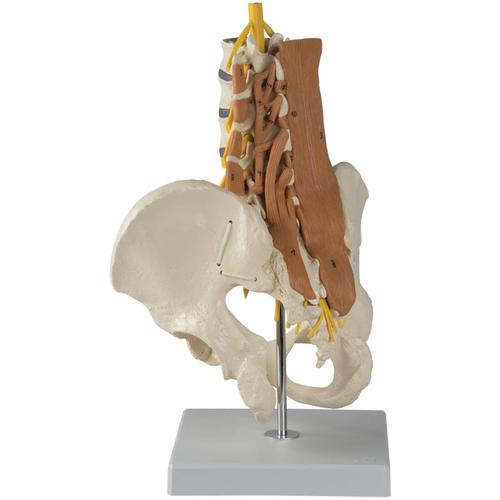 Pelvic Model with Lumbar Spine Muscles, 1019418, Modelos de Columna vertebral