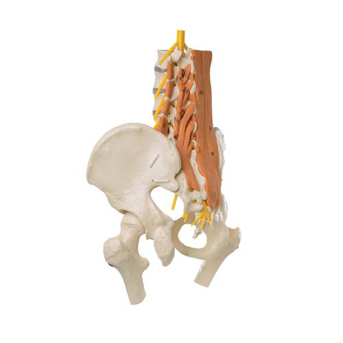 Pelvic Model with Lumbar Spine Muscles and Femur Heads, 1019419, Genital and Pelvis Models