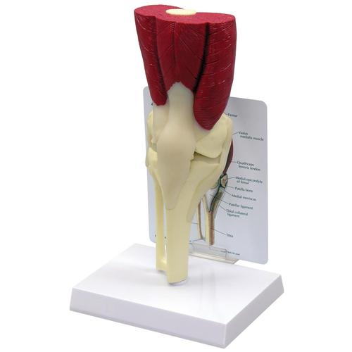 Модель коленного сустава с мышцами, 1019501, Модели мускулатуры человека и фигуры с мышцами