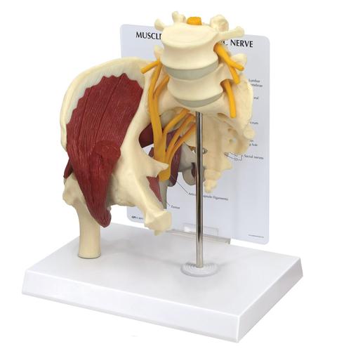 Тазобедренный сустав с мышцами и седалищным нервом, 1019505, Модели мускулатуры человека и фигуры с мышцами