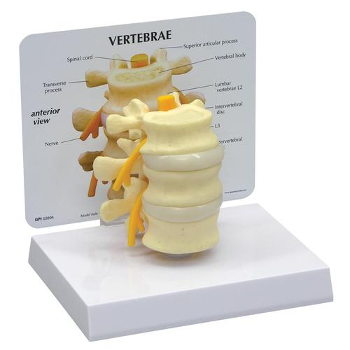 Modelo básico de vértebras, 1019507, Modelos de vértebras