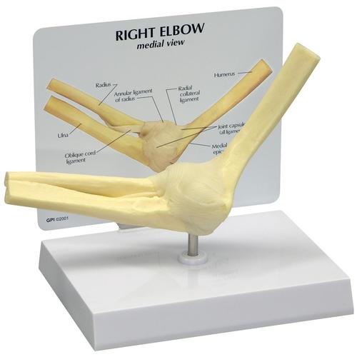 Basic Elbow Model, 1019516, Joint Models