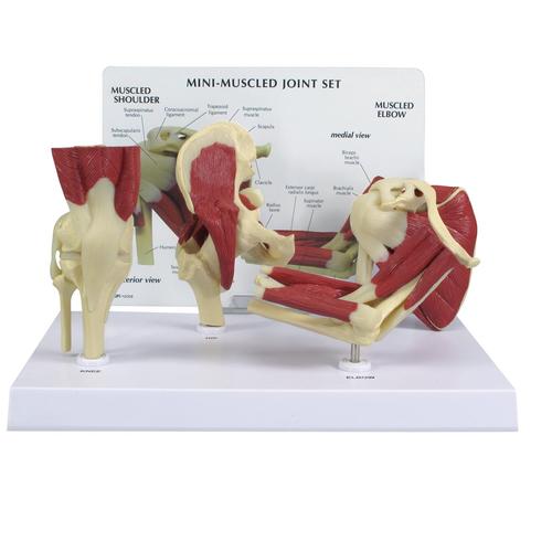 Комплект мини-моделей суставов с мышцами, 1019518, Модели суставов, кисти и стопы человека