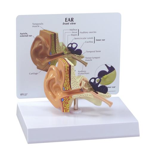 耳模型, 1019526, 耳鼻喉模型