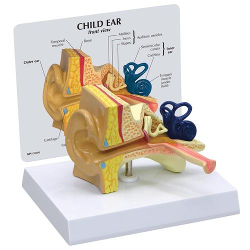 Modelo da Orelha Infantil, 1019528, Modelo de pescoço, nariz e orelhas