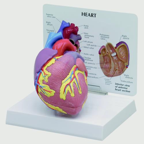 心脏模型, 1019529, 心脏和循环系统模型