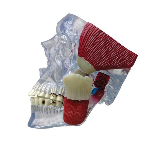 TMJ颞下颌关节模型, 1019541, 牙齿模型