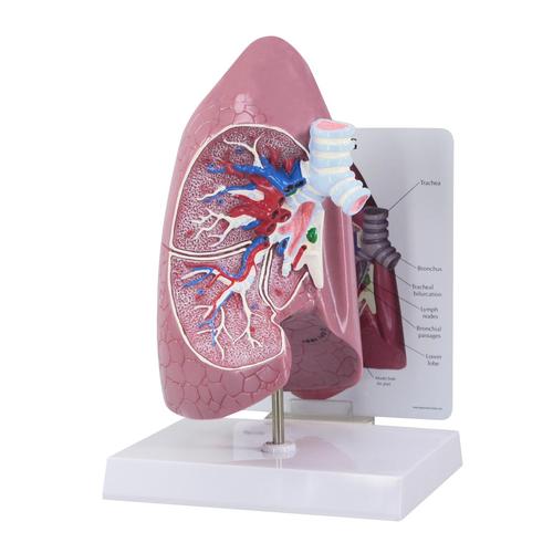 Modèle de poumon, 1019545, Modèles de poumons
