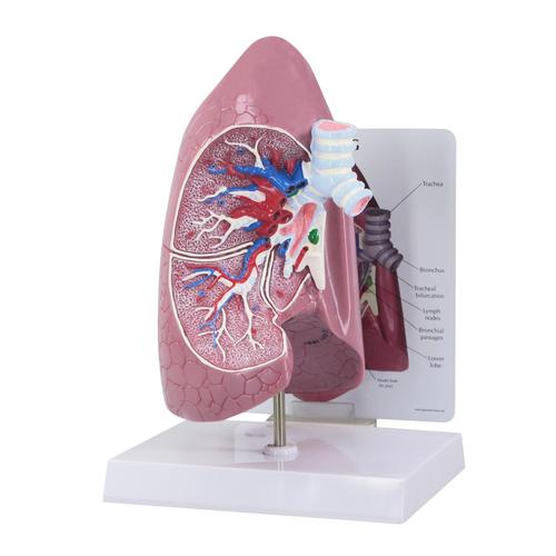 Modelo de pulm&oacute;n, 1019545, Modelos de Sistema Respiratorio