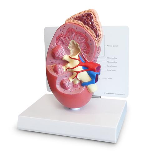 Normal Kidney Model, 1019549, Digestive System Models
