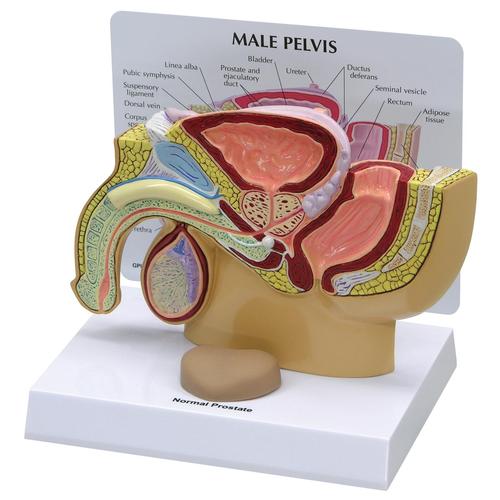 Male Pelvis with Prostate, 1019562, Genital and Pelvis Models