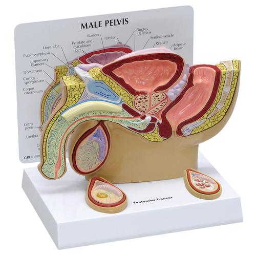 Modelo de Pelve Masculina com Testículos, 1019565, Modelo de genitália e pelve