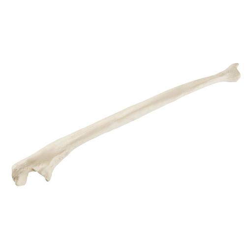 ORTHObones 的右尺骨, 1019606, 3B ORTHObones标准版模型产品