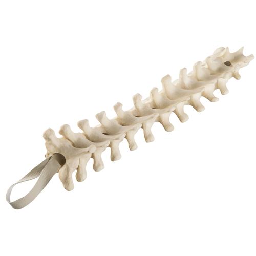 ORTHObones Standard Thoratic Vertebrae | 1019615 | 5014 | 3B