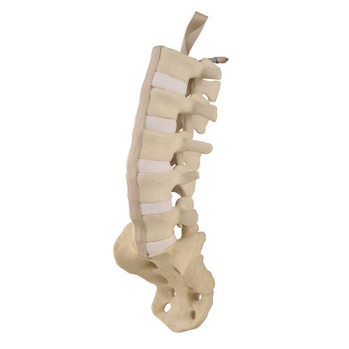 ORTHObones Standard Lumbar Spine with Sacrum, 1019701, 3B ORTHObones Standard