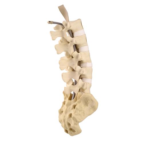 ORTHObones Standard Lumbar Spine with Sacrum, 1019701, 3B ORTHObones Standard
