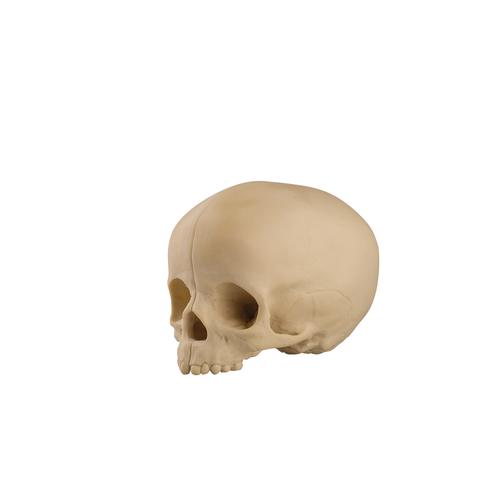 ORTHObones Línea Estándar Cráneo pediátrico hueco con bloque de soporte, 1019705, 3B ORTHObones Standard