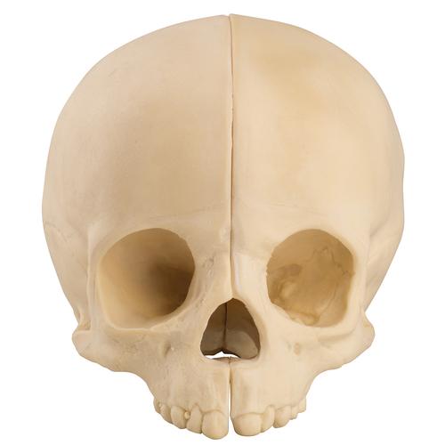 ORTHObones Línea Estándar Cráneo pediátrico hueco con bloque de soporte, 1019705, 3B ORTHObones Standard
