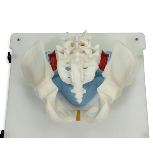 骨髓活检训练模型, 1023340, 硬膜外和脊柱