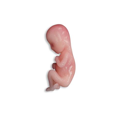 Manichino di feto abortito
, 1024667, Ostetricia