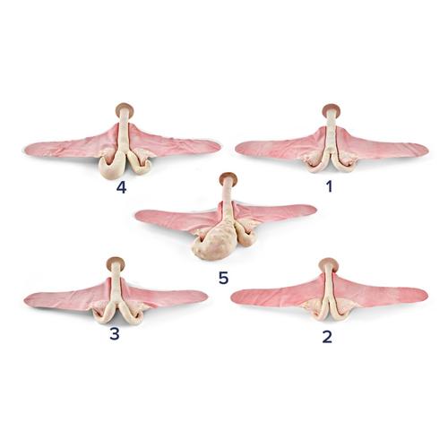 Szarvasmarha teriogenol&oacute;giai uterus k&eacute;szlet (5 darabos), 1025499, Szarvasmarha szimul&aacute;torok &nbsp;