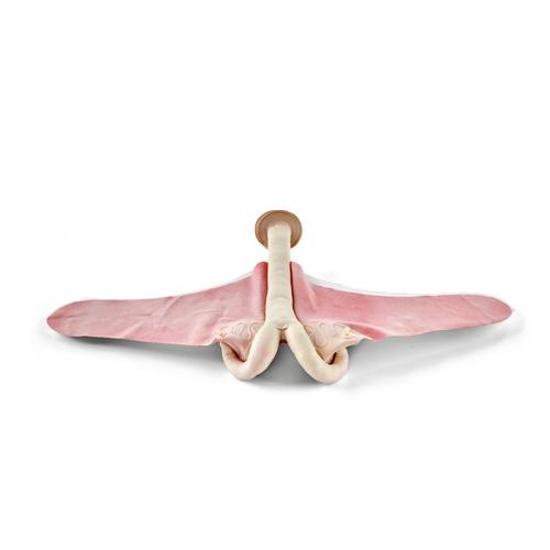 Szarvasmarha teriogenol&oacute;giai uterus k&eacute;szlet (5 darabos), 1025499, Szarvasmarha szimul&aacute;torok &nbsp;